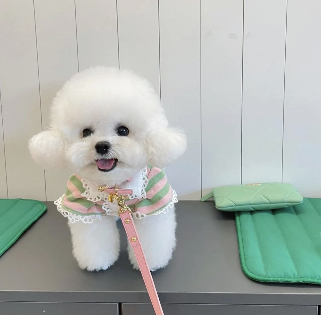 高端网红比熊❤️可以开视频看狗