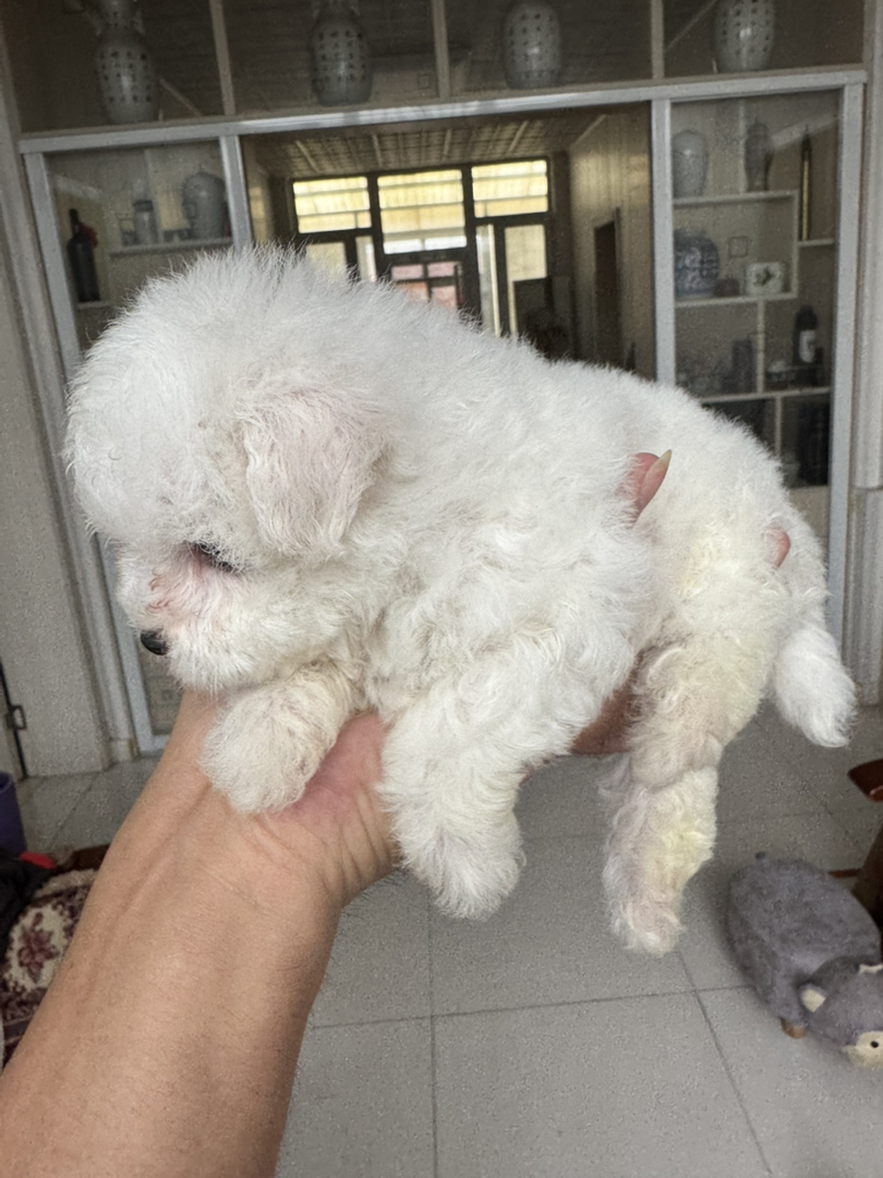 比熊韩版小体