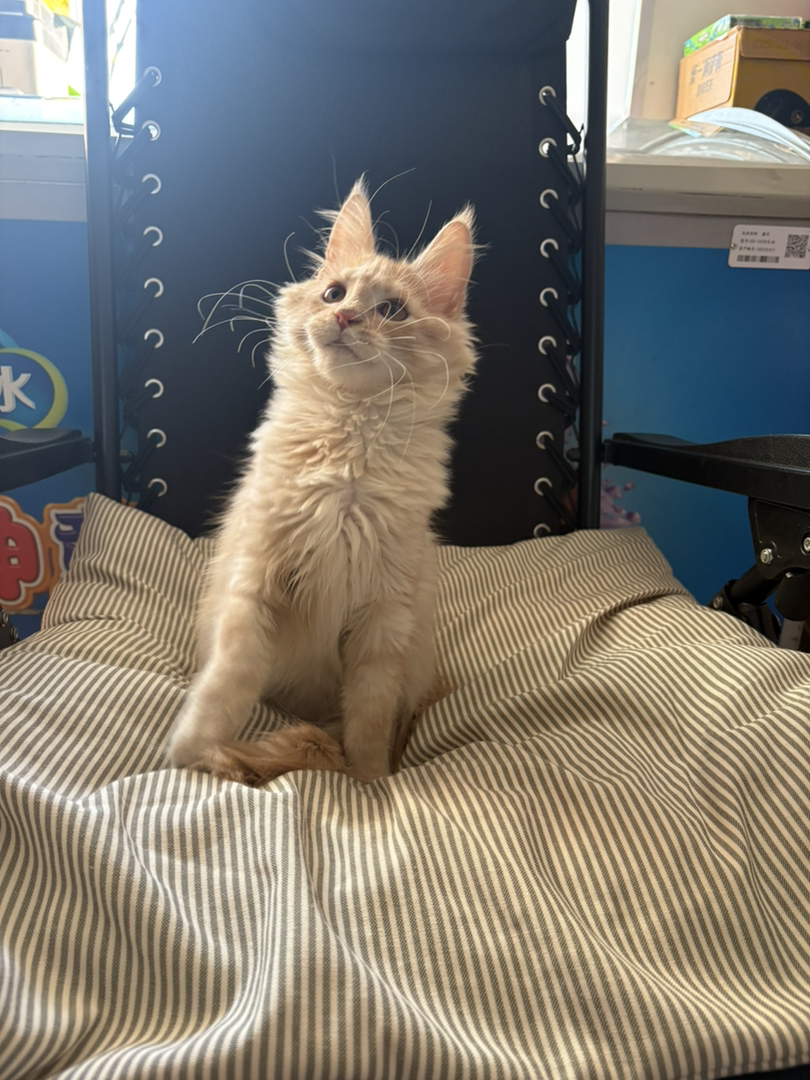 凯米尔缅因弟弟三个月了