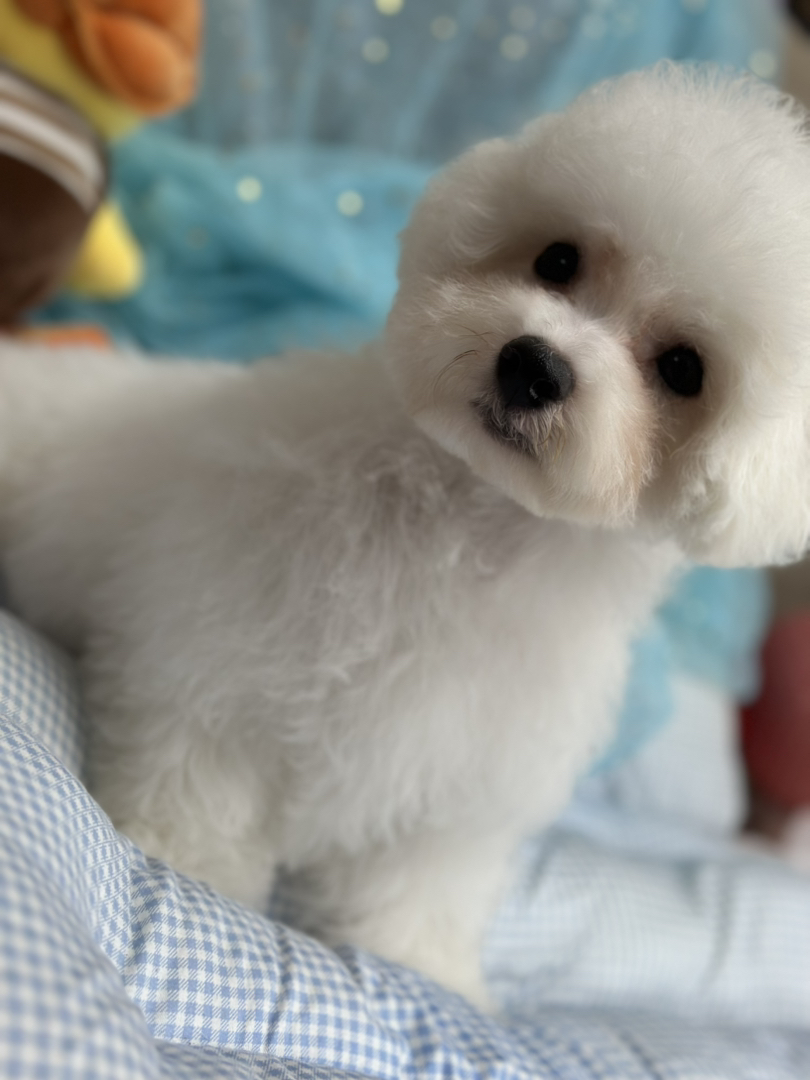 自家繁育纯种比熊犬，可爱的棉花糖小狗