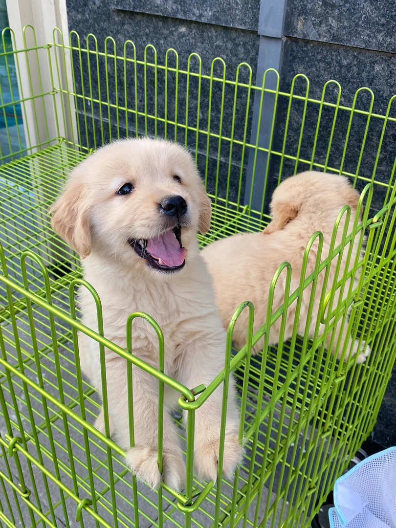 金毛幼犬,可爱乖巧,毛发柔软,是理想的家庭伴侣