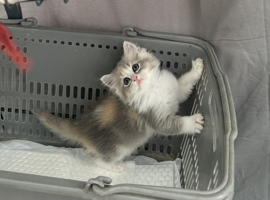 金三花长毛妹妹