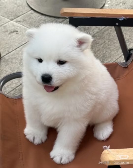 萨摩耶幼犬，浑身雪白似棉花，可爱颜值高