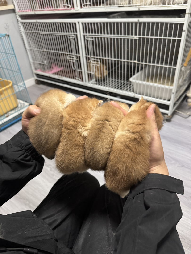 自家繁育金渐层两公两母