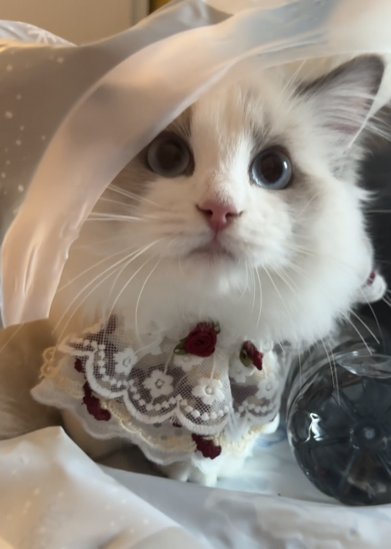 赛级新版脸双血统蓝双布偶猫咪，颜色浅，性格好