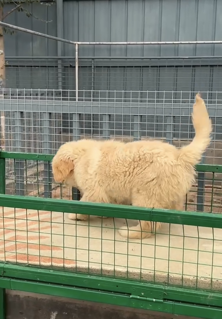 金毛