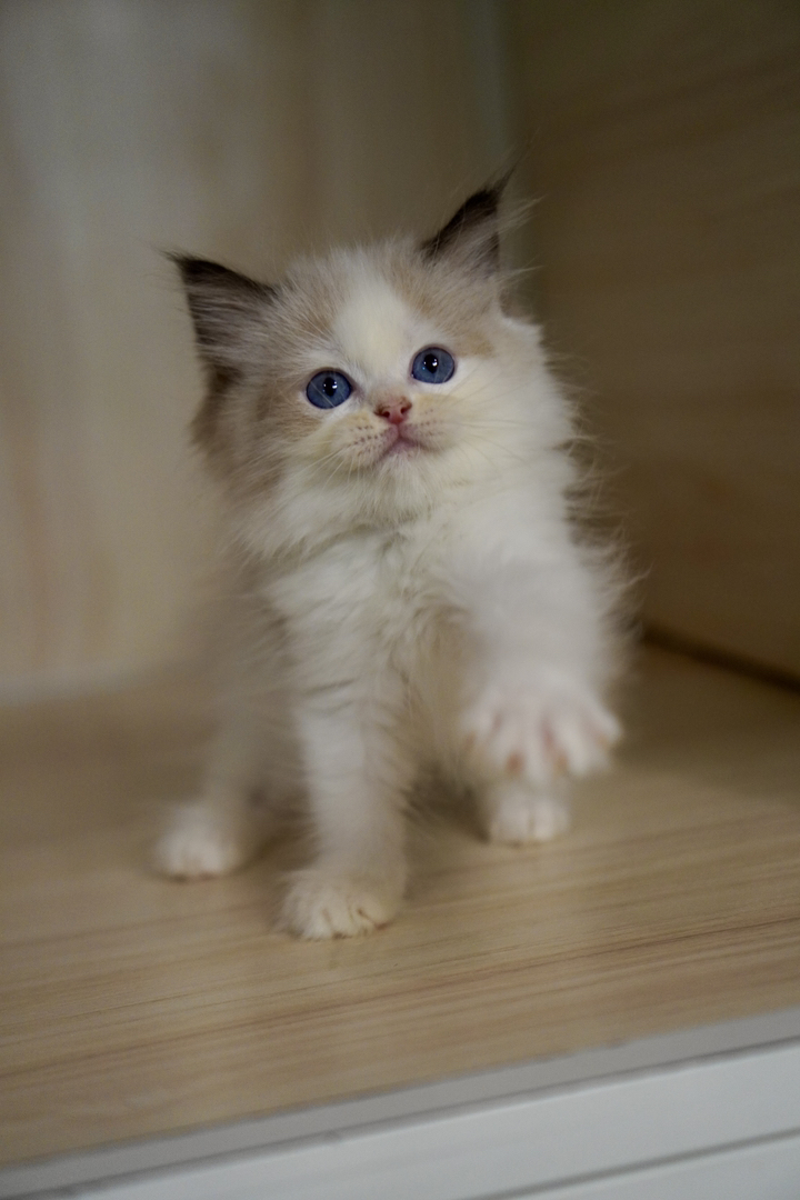 布偶猫幼崽，蓝眼白毛颜值高，温顺乖巧，绝佳陪伴