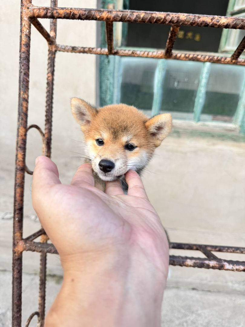 日本豆柴犬小妹妹