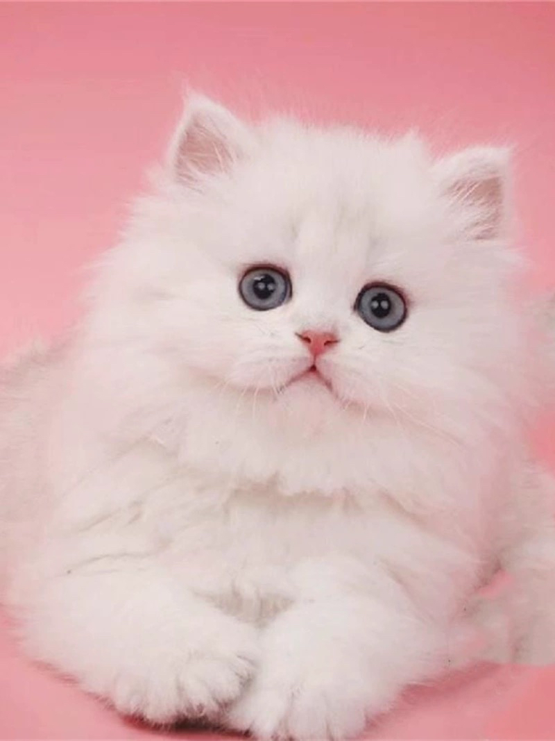 波斯系金吉拉猫猫❤️平台推荐
