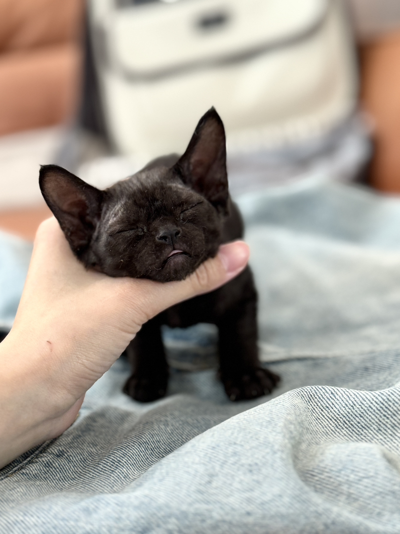 德文卷毛猫幼崽，可爱灵动，独特卷毛，尽显萌态
