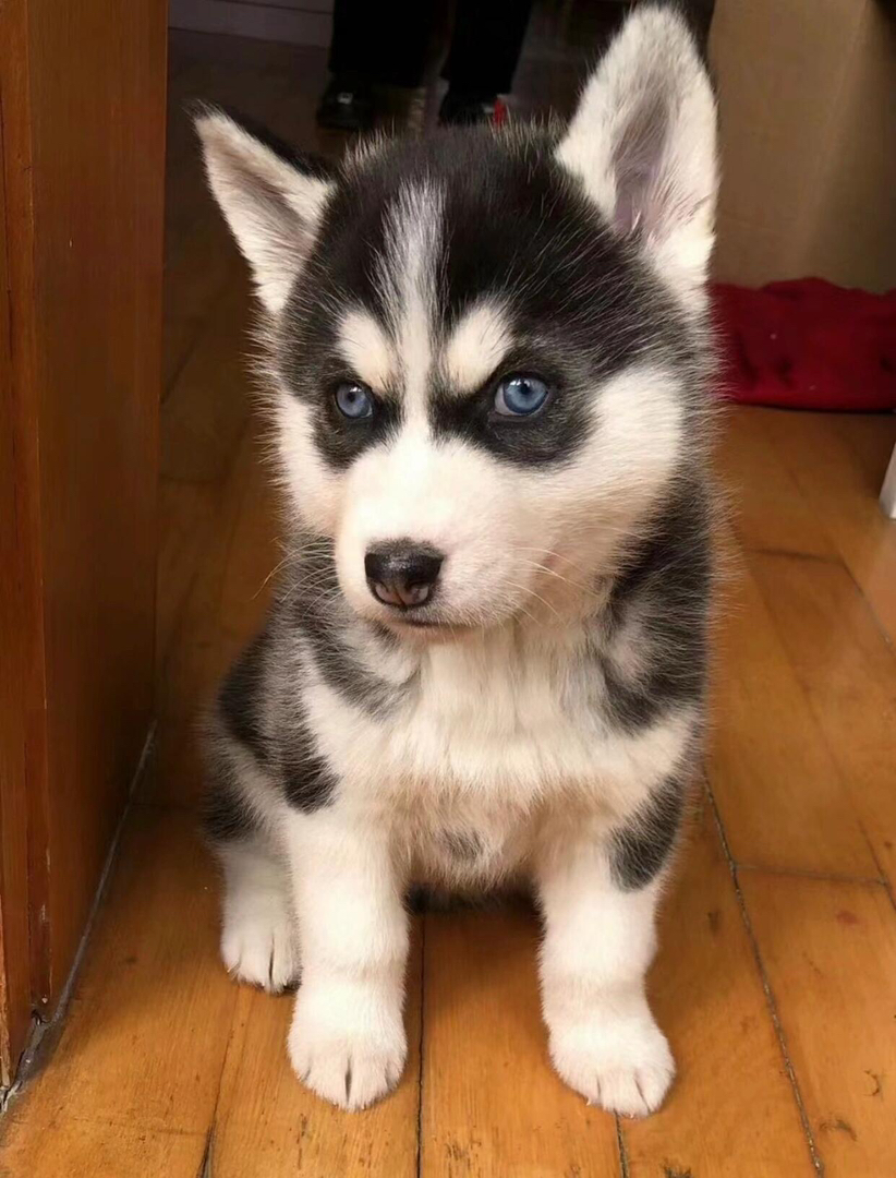 哈士奇幼犬，蓝眼吐舌，颜值高，个性活泼的可爱萌宠