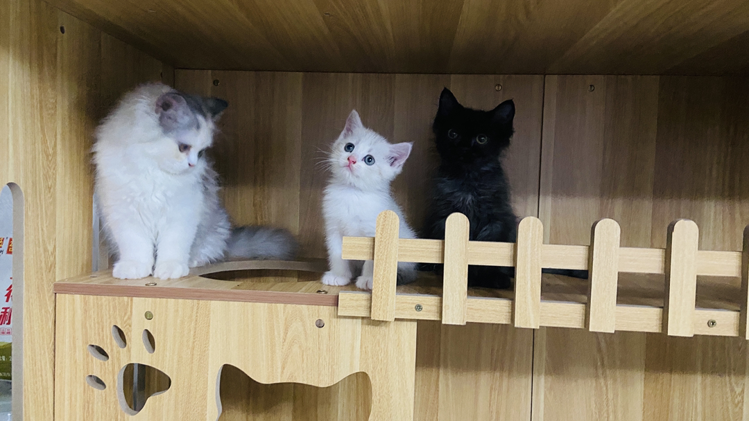 【超低价¥380】长毛招财猫