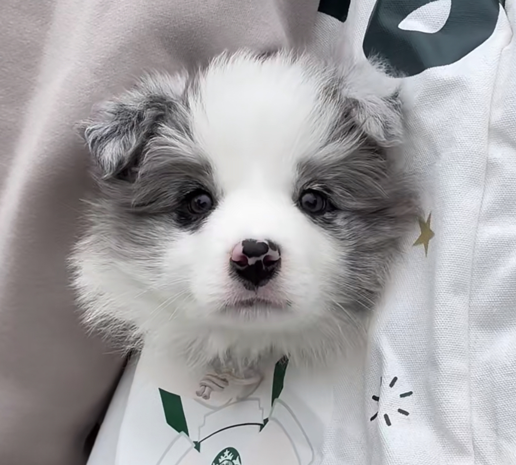 好可爱的陨石色边境牧羊犬