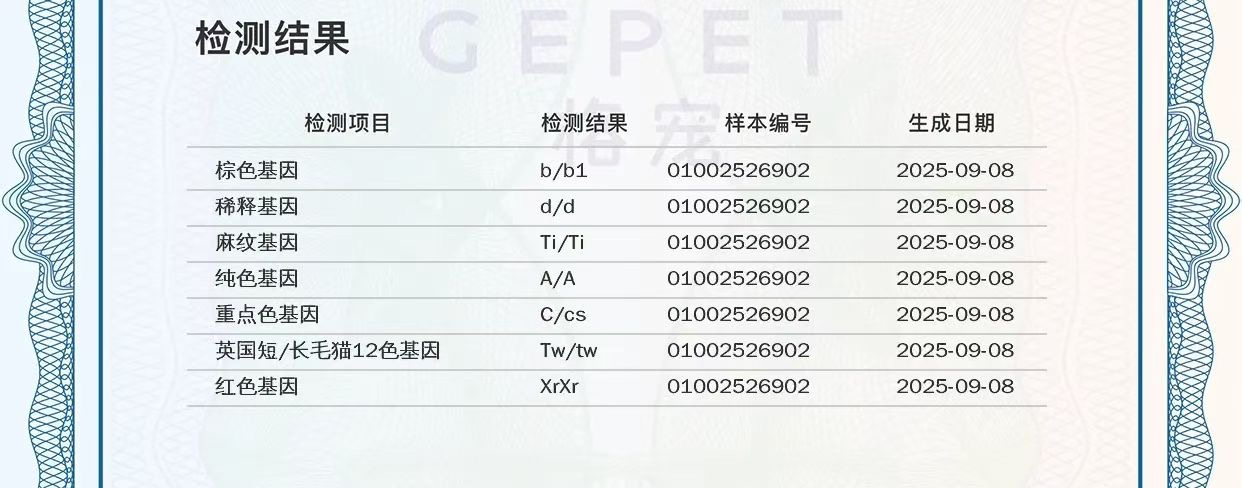 紫金渐层长毛妹妹，双麻携小鹿携12
