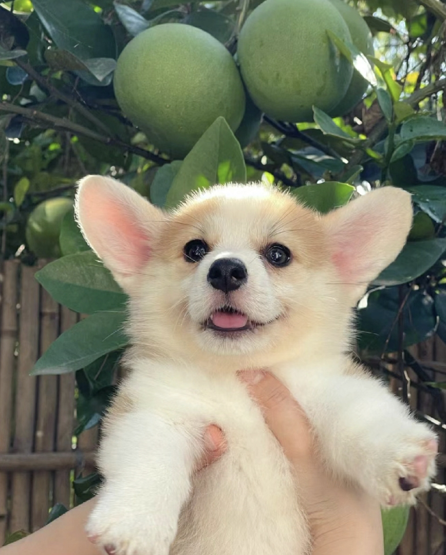 可爱柯基幼犬，吐舌卖萌，小短腿大耳朵萌翻你