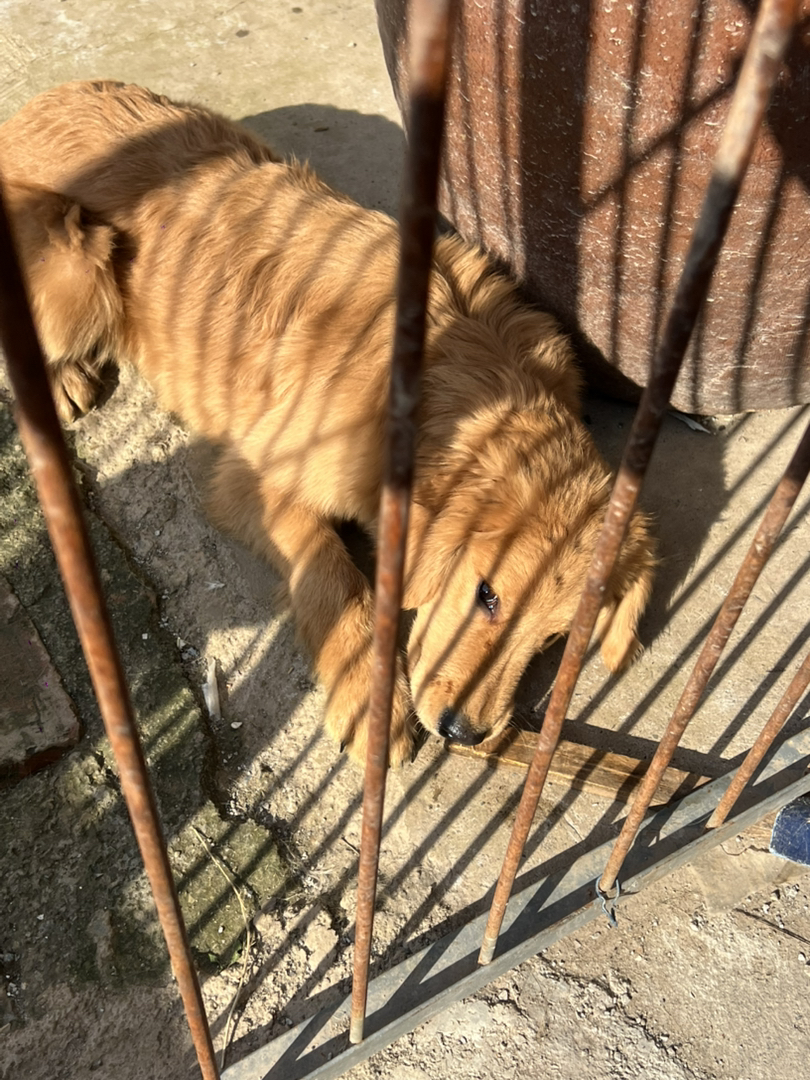 金毛，双血枫叶红，聪明户主，陪伴首选