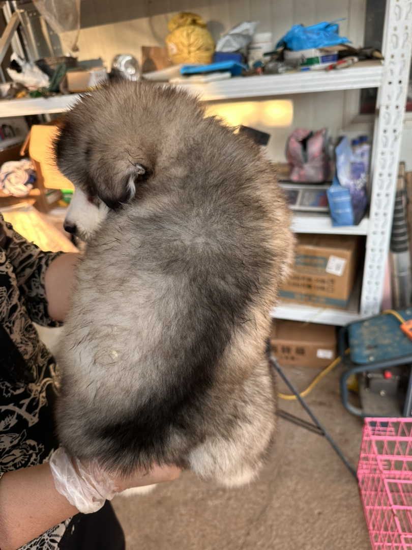 阿拉斯加幼犬，毛厚可爱，性格友好，绝佳陪伴宠物