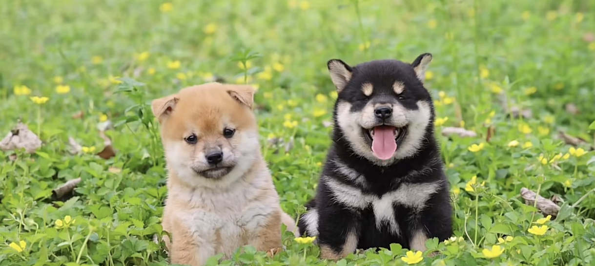 双血统柴犬❤️带证书芯片