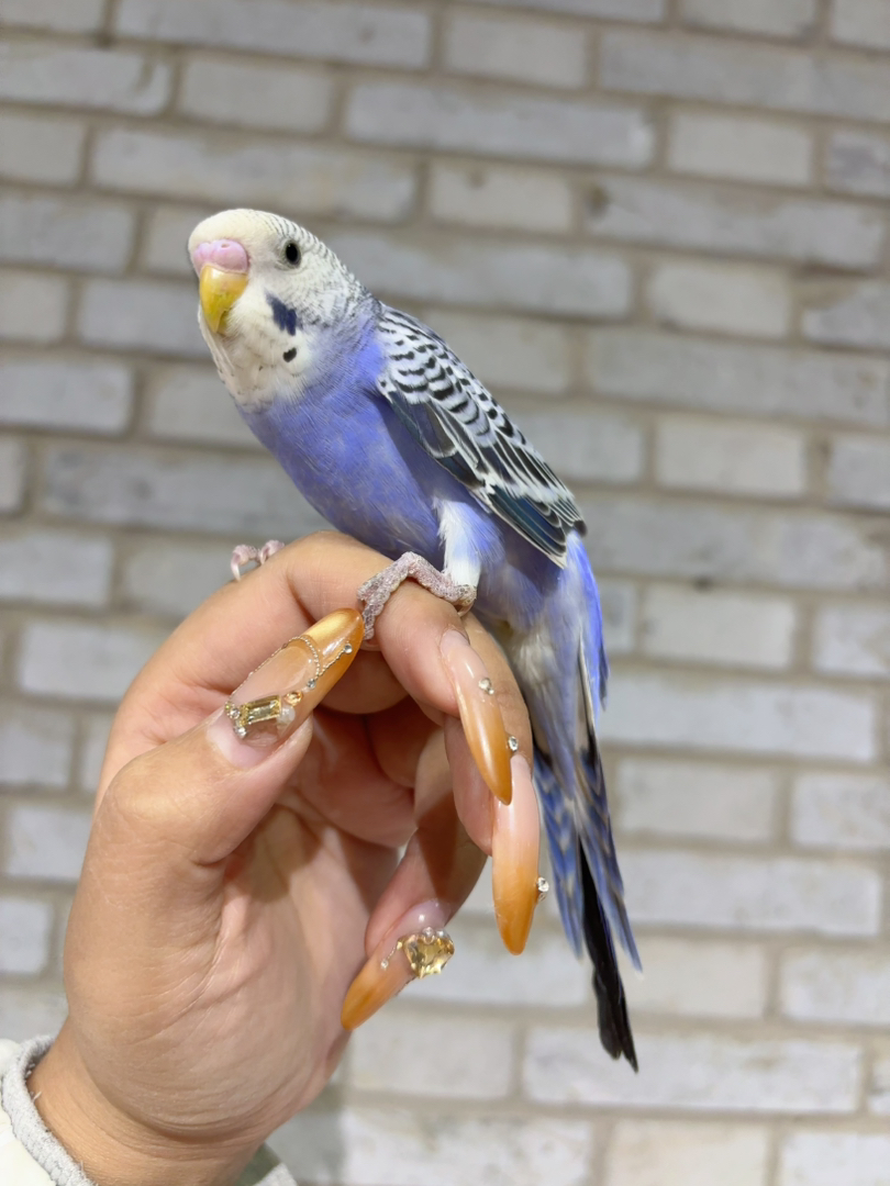 紫色大头，颜色漂亮体型优美，手养亲人