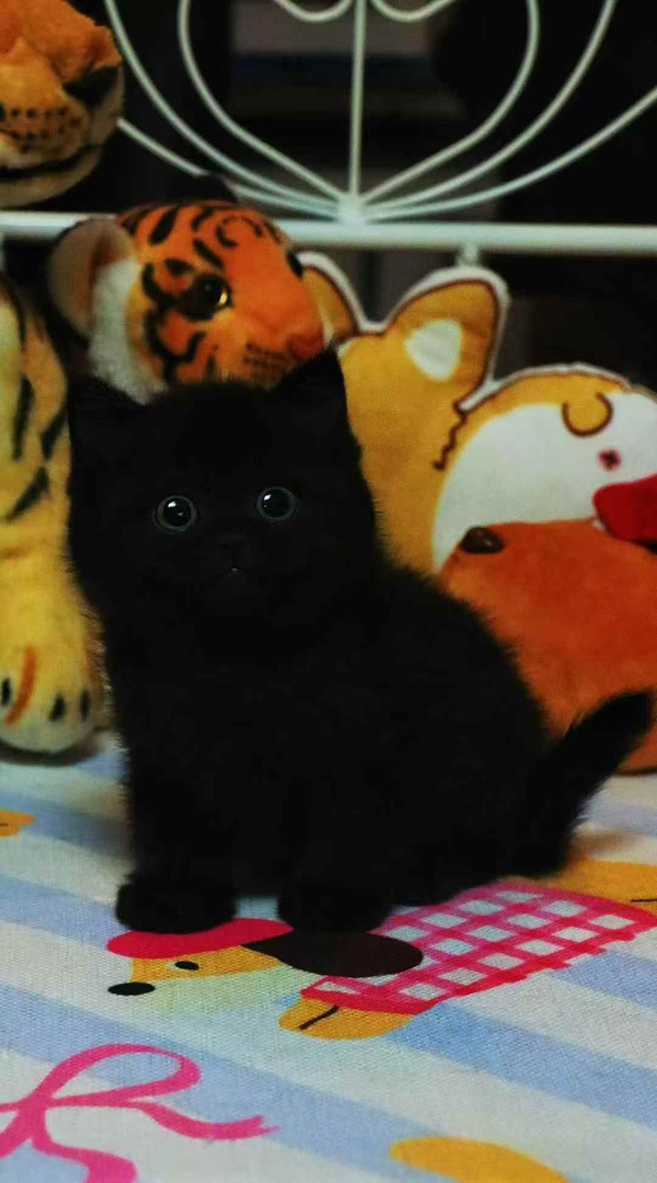 纯黑小猫咪！两个月大！会移动的小黑猫球！大眼睛贼有神！招财辟邪！