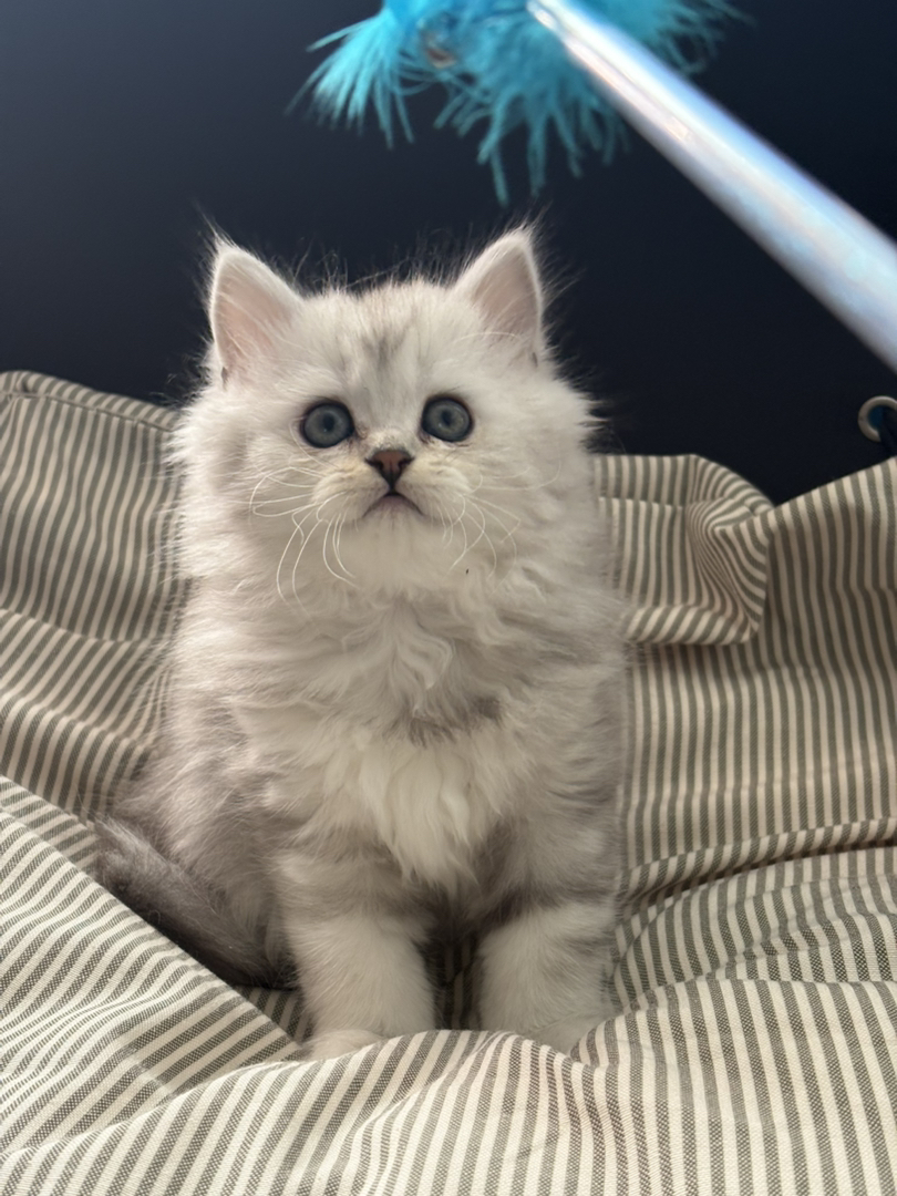 长毛银白弟弟两个月一阵苗