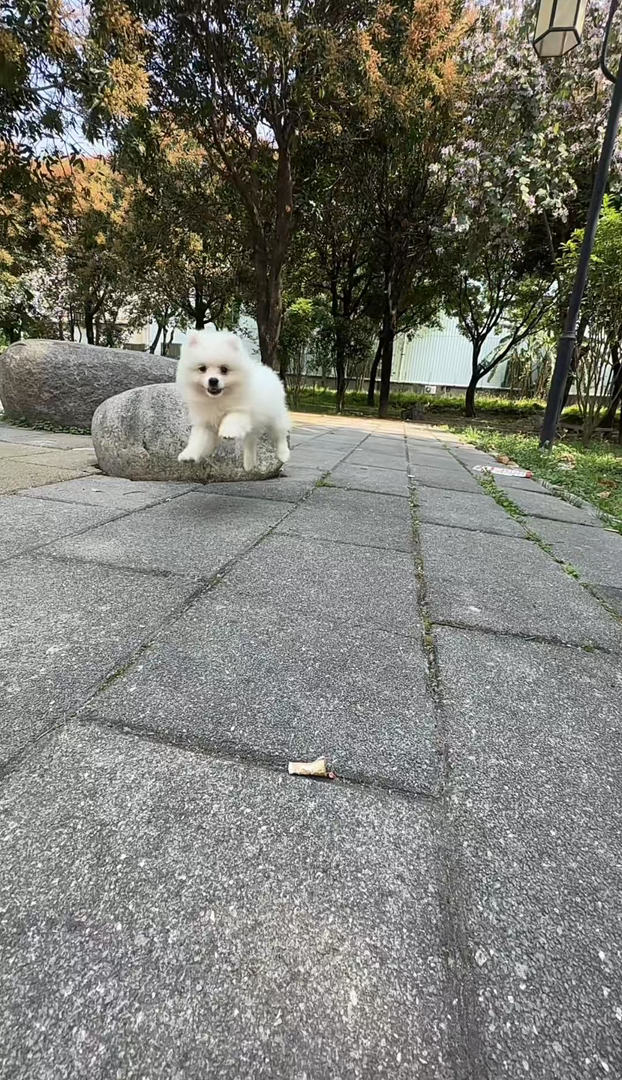 博美