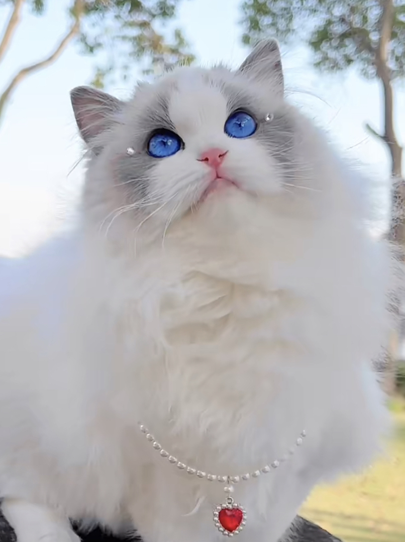 高端波斯系布偶猫❤️平台推荐