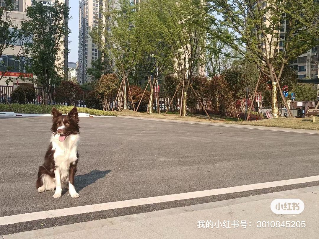 双血统边牧稀有色宝宝预售