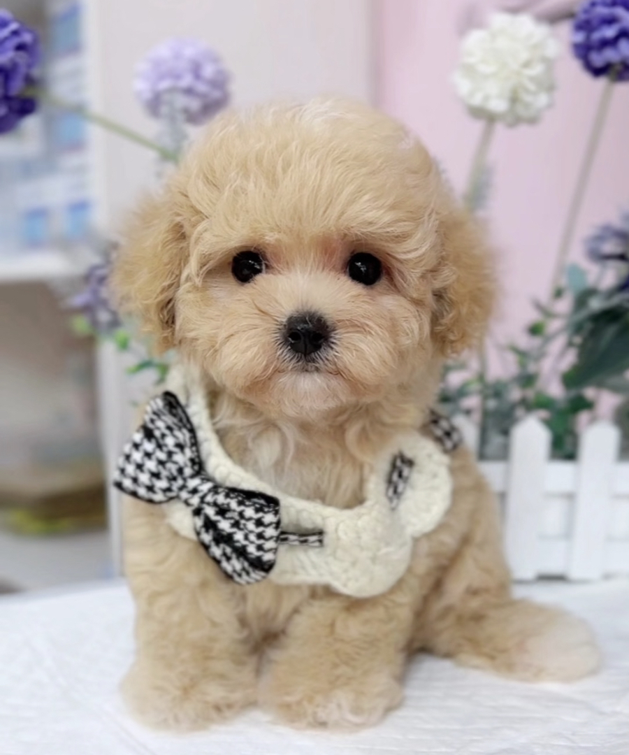 香槟色泰迪熊❤️终身售后