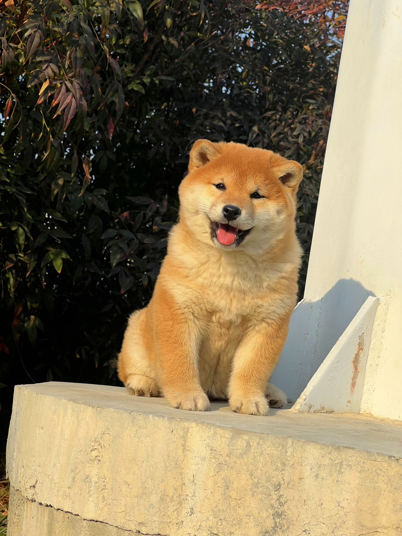 柴犬