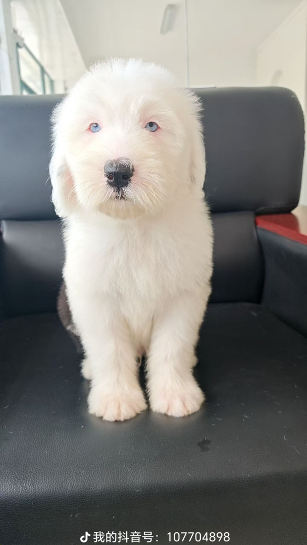 狗狗所剩不多 价格好商量
