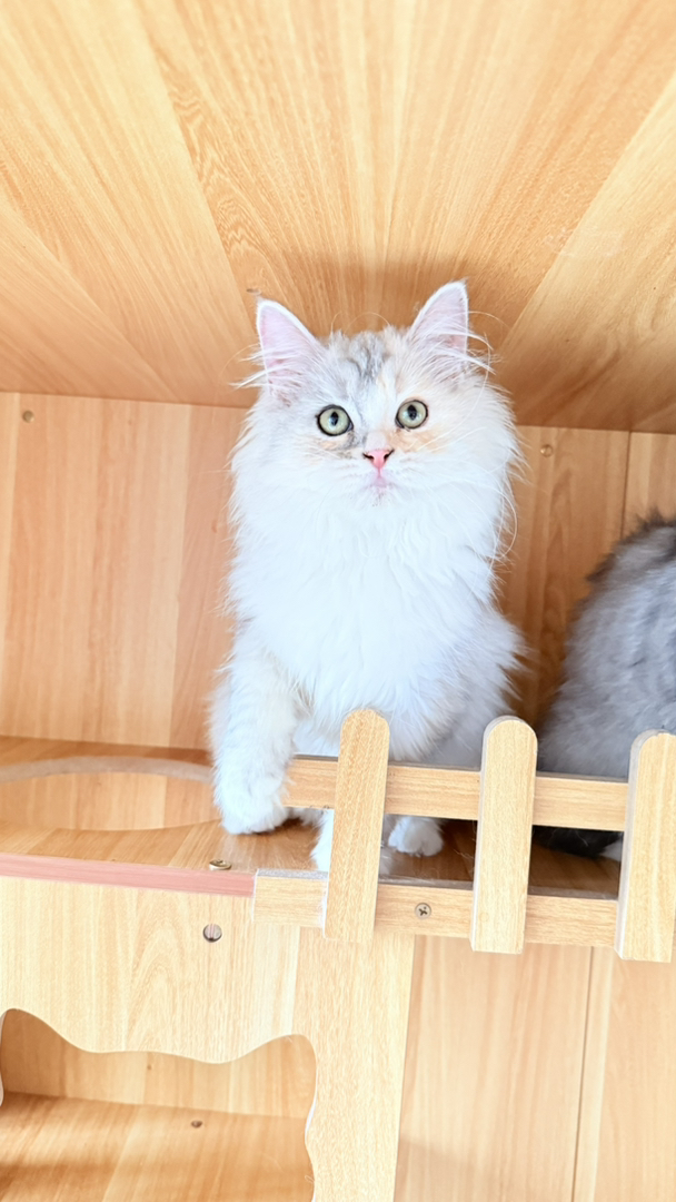 乳白长毛三花像一副水墨画，很温柔极难遇 爆毛后就拥有了一只傲娇的小仙女喵