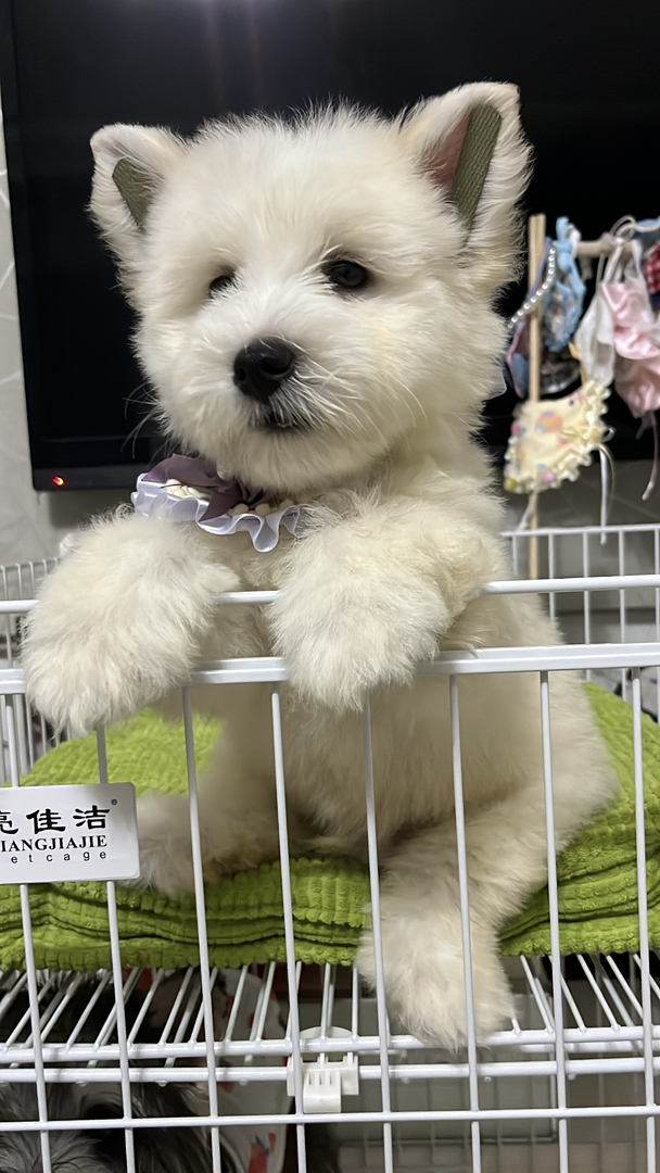 西高地幼犬55天。