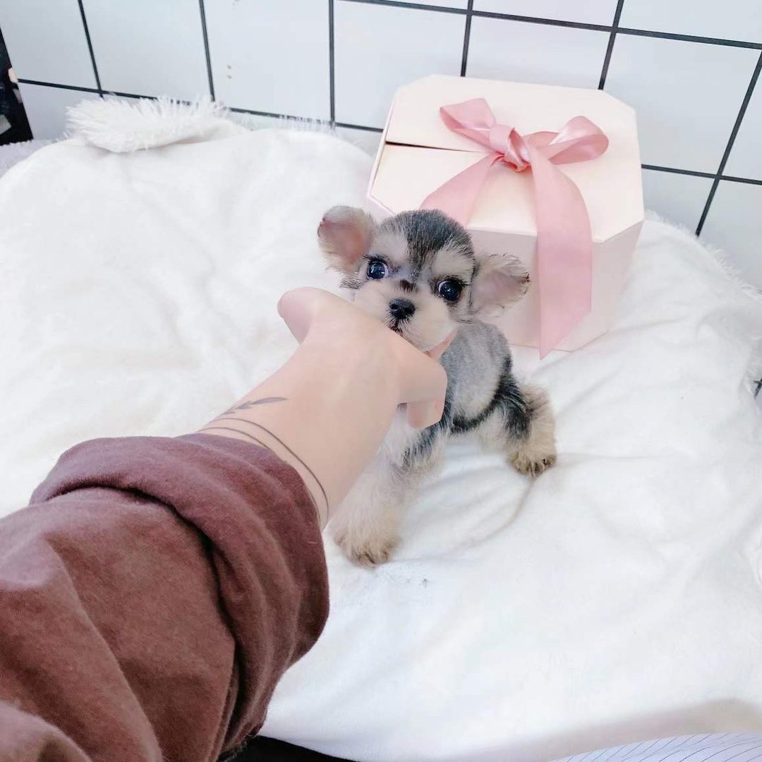 浅椒盐色雪纳瑞宝贝❤️疫苗齐全。双血统