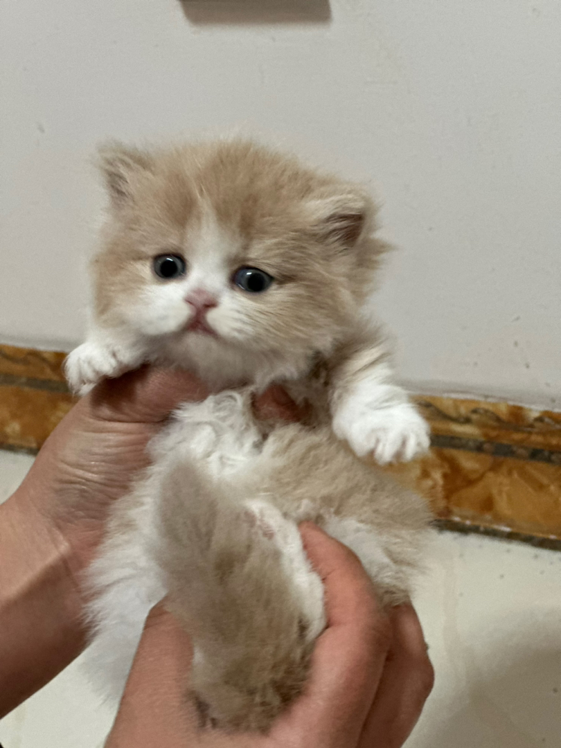 乳白矮脚米努特拿破仑长毛正开脸甜美宠物猫乖巧品相好可开视频看上门接
