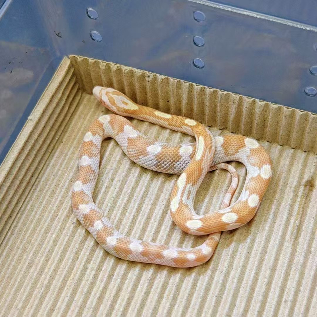 牛油圈 疫苗已打 运输包活