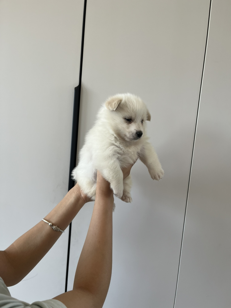 可爱精品超小体萨摩幼犬，颜值超高，小巧玲珑萌翻你