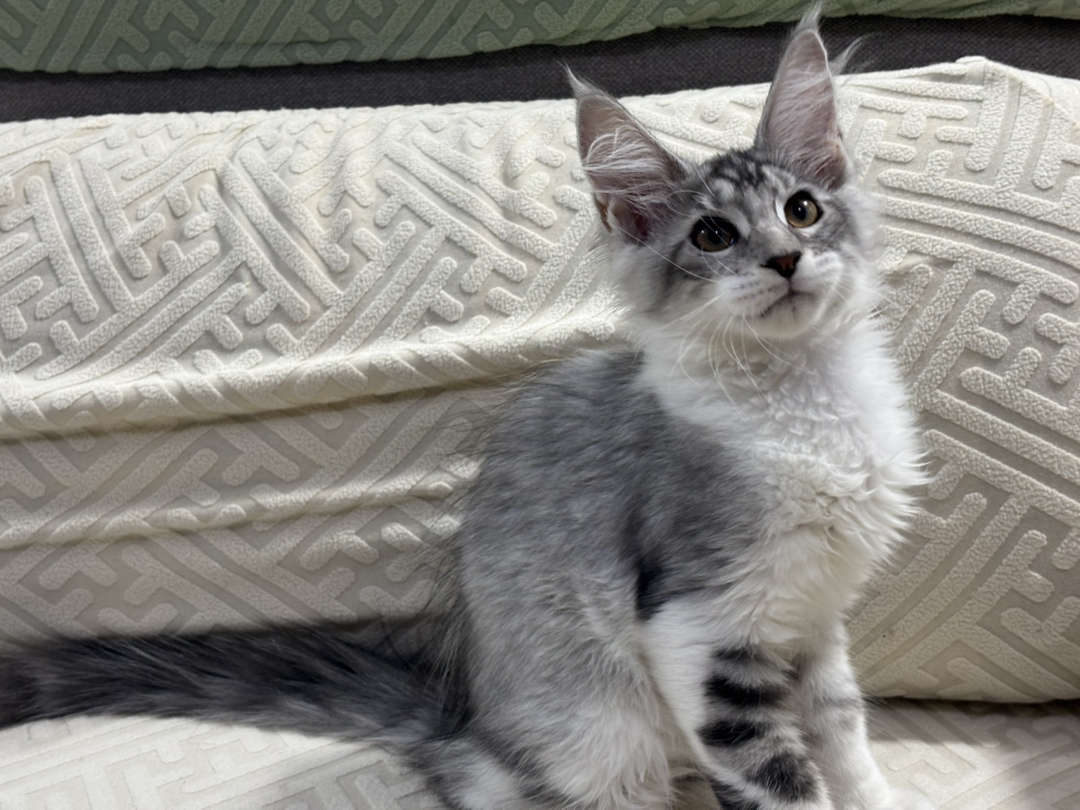 银虎加白缅因猫幼崽，体型大耳朵尖，颜值高，温柔好养