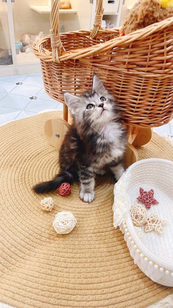 缅因猫幼崽,“温柔巨人”潜力股,毛发浓密花纹美,温顺亲人,家庭饲养佳选