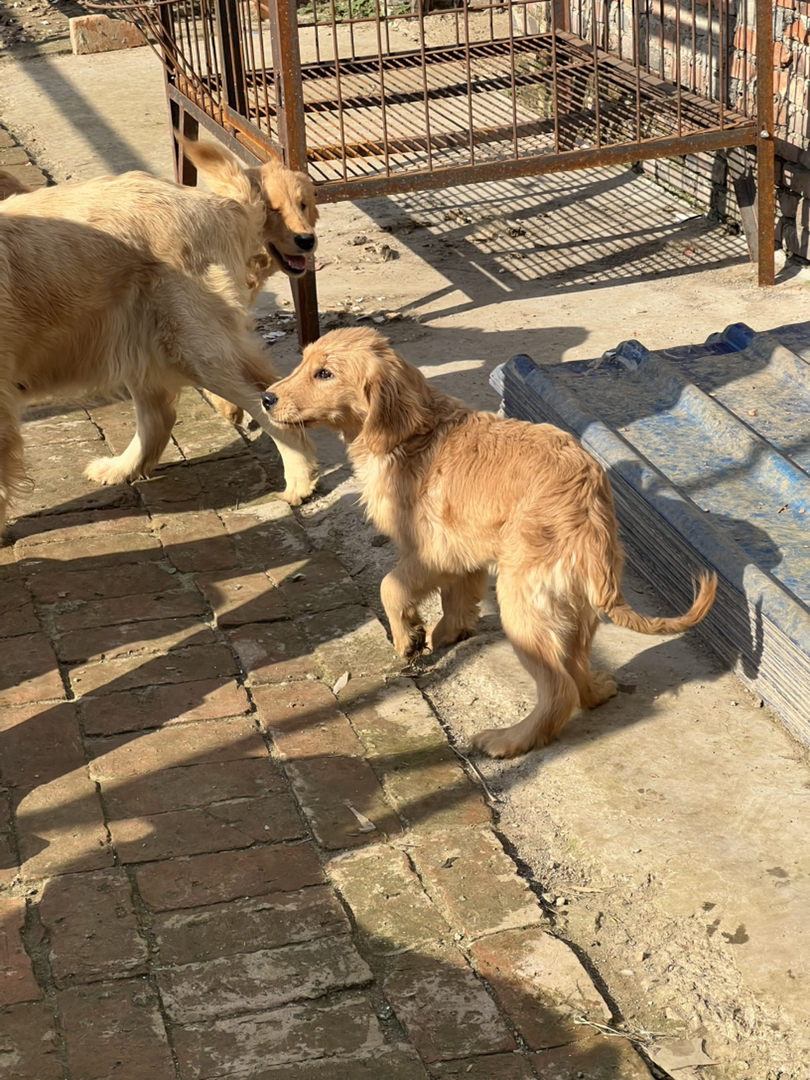 双血金毛，3个多月