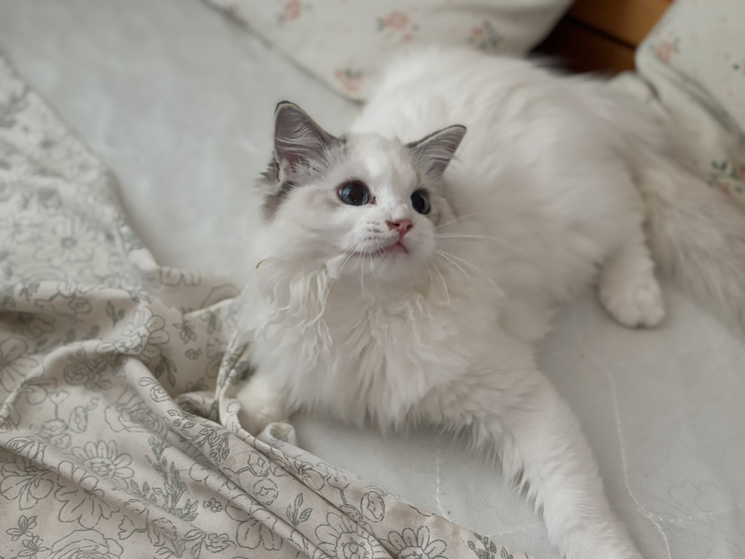 布偶猫，颜值超高的仙女猫，性格温柔，毛发蓬松柔软