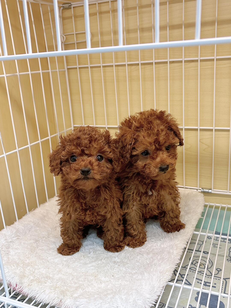 可爱泰迪犬,棕色卷毛萌翻天,小巧玲珑超惹人爱