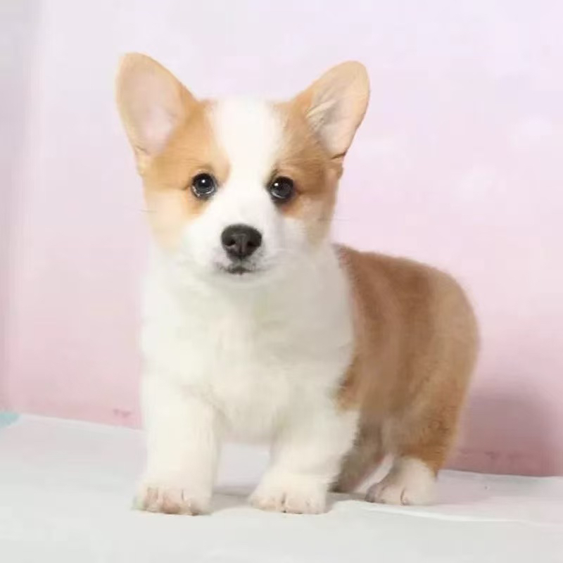 柯基幼犬，短腿萌宠，颜值爆表，可爱又贴心