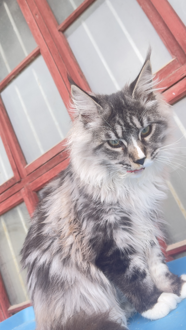 7个月12斤大体格缅因猫
