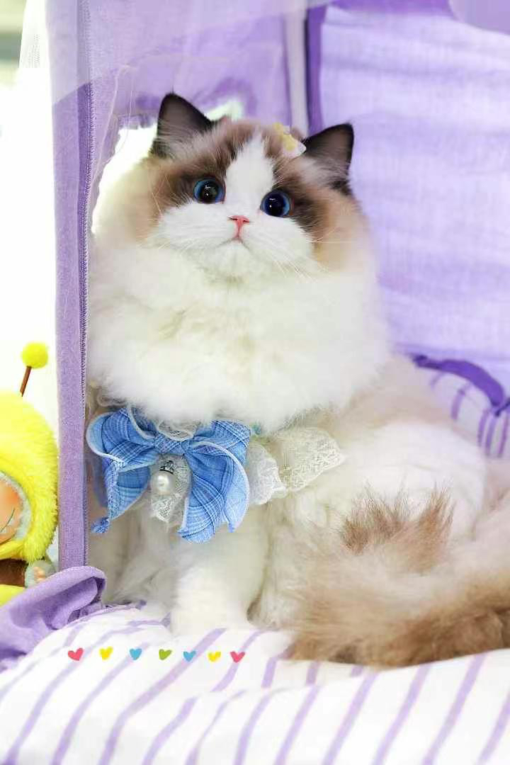 高端布偶猫❤平台推荐
