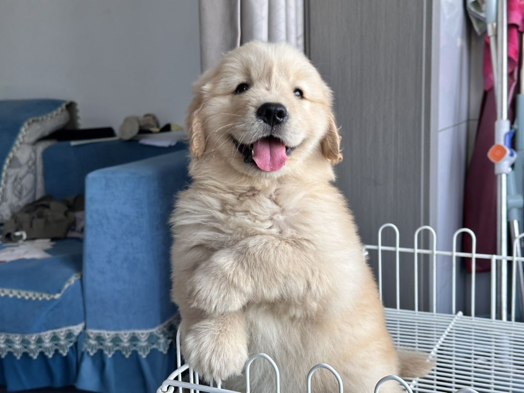 金毛