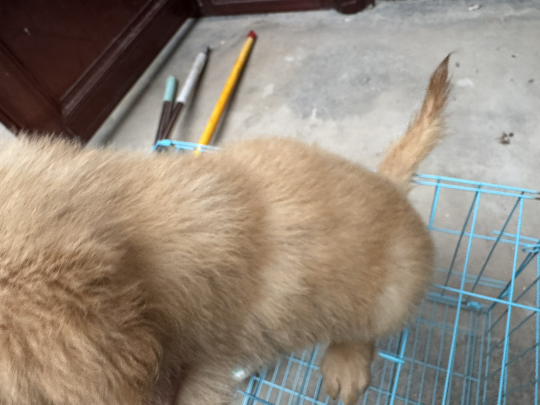 金毛幼犬，可爱乖巧，性格温顺，是绝佳的家庭陪伴宠物