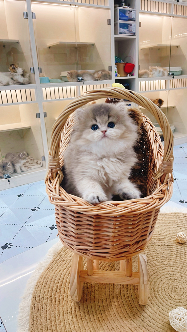 长毛蓝金