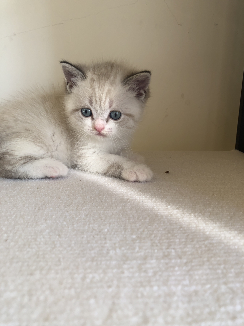 英短蓝山重点色