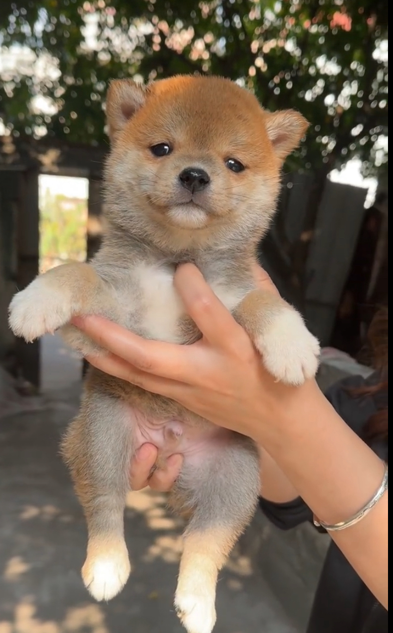 可爱柴犬幼犬,颜值爆表,性格乖巧,萌宠首选